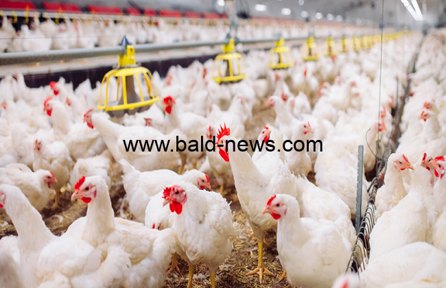أسعار الدواجن اليوم الأحد 23/10/2022
