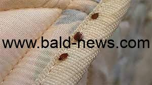 كيفية التخلص من بق الفراش نهائيا بدون أي مواد كيماوية