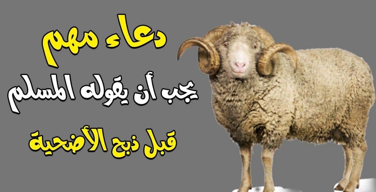 دعاء مستحب ترديده عند ذبح الأضحية في العيد
