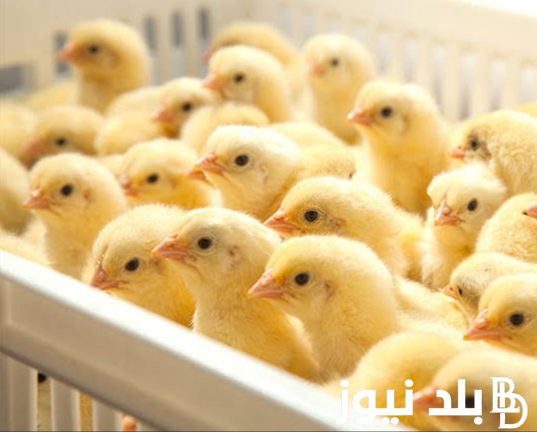الكتكوت بكام؟.. اسعار الكتاكيت البيضاء اليوم الاثنين 23/10/2023 في بورصة الدواجن والأسواق المحلية
