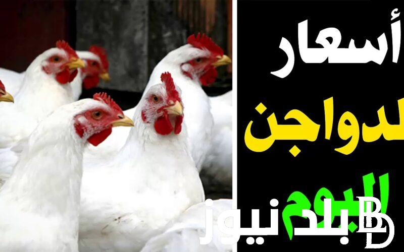 أسعار الفراخ بورصة الدواجن اليوم الثلاثاء 31 اكتوبر في المزارع والاسواق