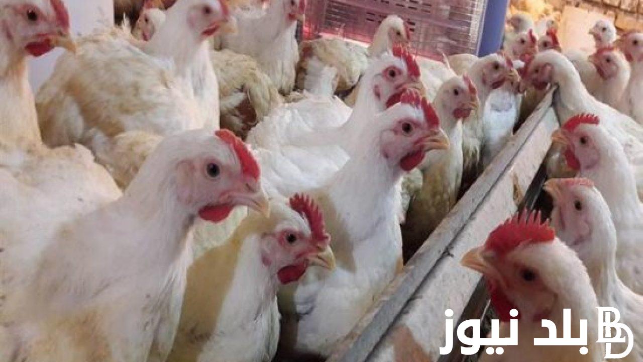 بكم سعر كيلو الفراخ البيضاء اليوم السبت 21/10/2023 للمستهلك الأسواق المحلية والمحال التجارية
