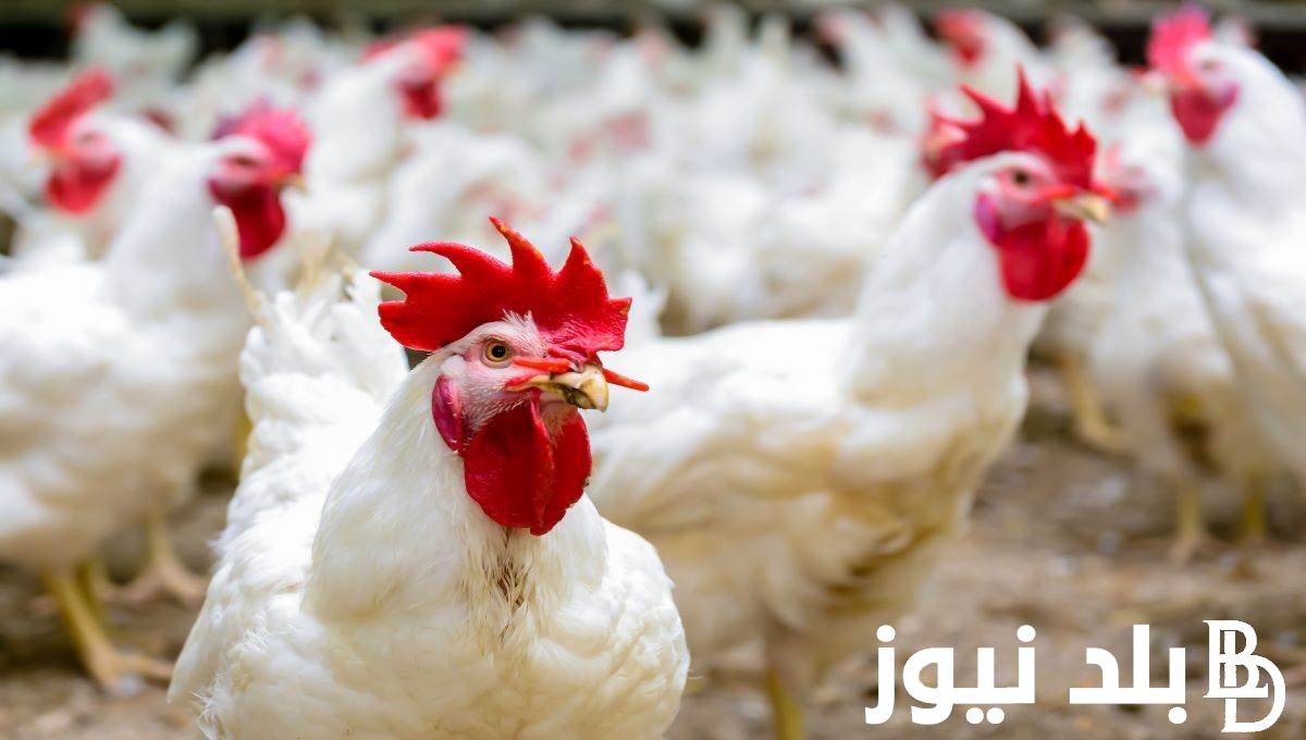 “الفراخ بقت برخص التراب” أسعار الفراخ بورصة الدواجن اليوم الاحد 29 اكتوبر