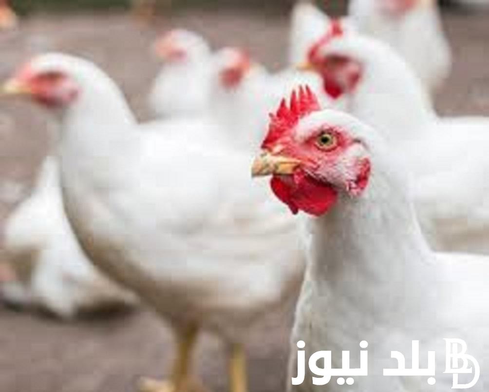 بورصة الدواجن اليوم الفراخ البيضاء واسعارها للمستهلك في الاسواق والمحلات المصرية