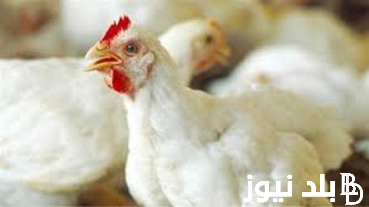 كم أسعار الفراخ بورصة الدواجن اليوم الثلاثاء 17 اكتوبر 2023 بمصر في الاسواق المحلية