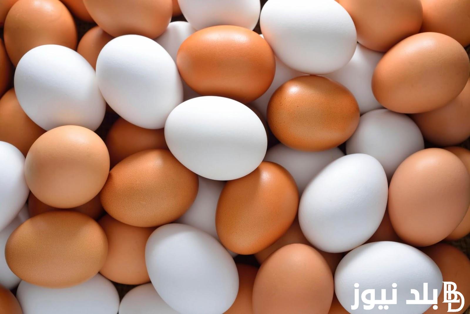 “البيض وصل كام انهاردة” اسعار البيض اليوم الثلاثاء 24/10/2023 للمستهلك في المزارع والاسواق