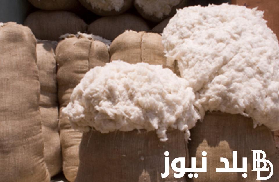 “وصل لكام” سعر قنطار القطن اليوم الاثنين 16/10/2023 في مختلف محافظات مصر