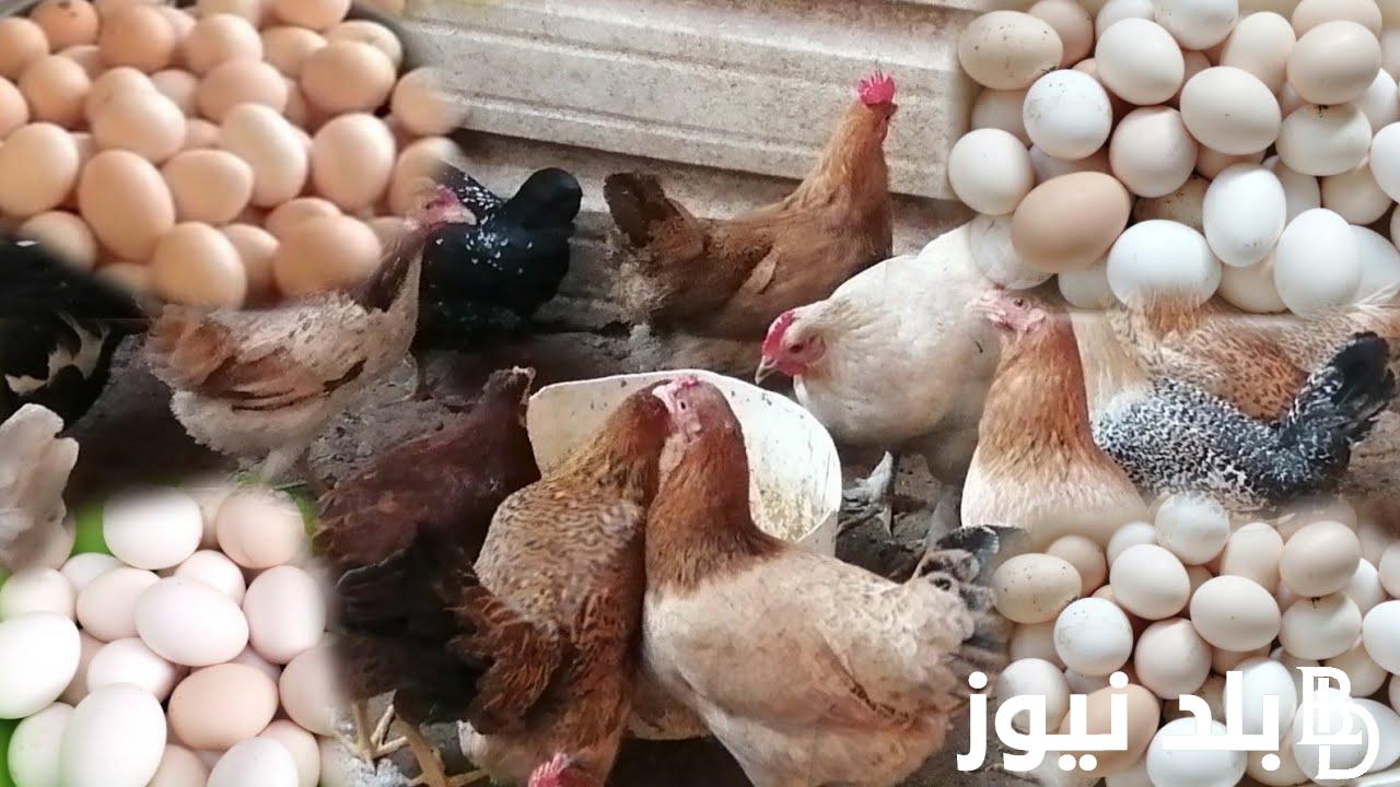 “أسعار زمان هترجع تاني” اسعار البيض البلدي اليوم الثلاثاء 17 اكتوبر 2023 للمستهلك في مصر