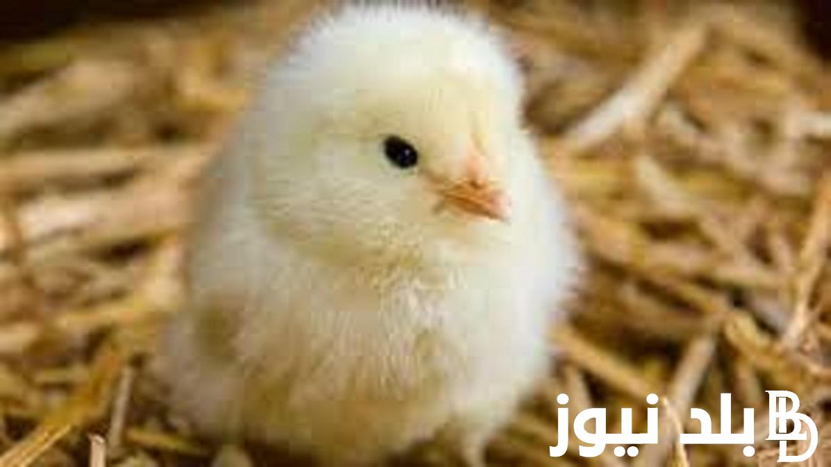 “الكتكوتة علي كام” سعر الكتكوت الأبيض اليوم الخميس 19 اكتوبر “البيضاء، الساسو، البلدي” في الاسواق المحلية