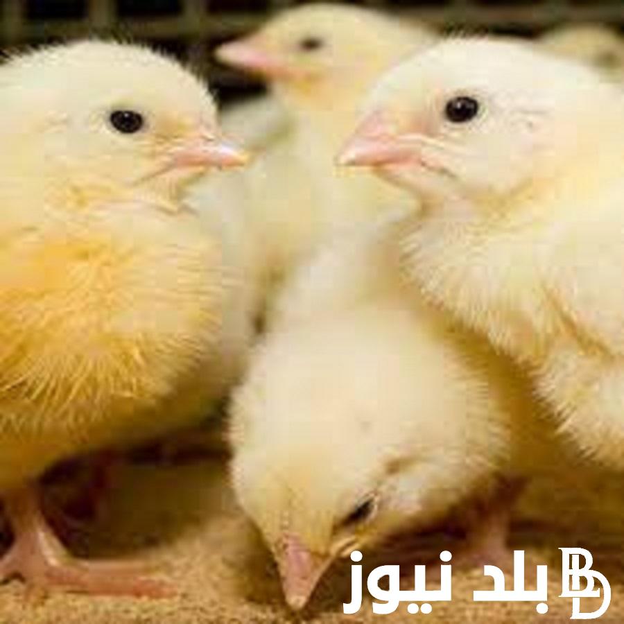 الكتاكيت وصلت كام؟.. اسعار الكتاكيت البيضاء اليوم 21 اكتوبر في الاسواق المحلية للمستهلكين