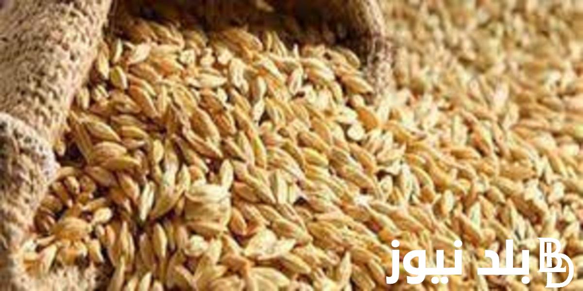 الطن وصل كام؟.. أسعار الأرز الشعير اليوم الاربعاء 18 أكتوبر 2023 | انخفاض كبير تشهده أسعار الأرز اليوم
