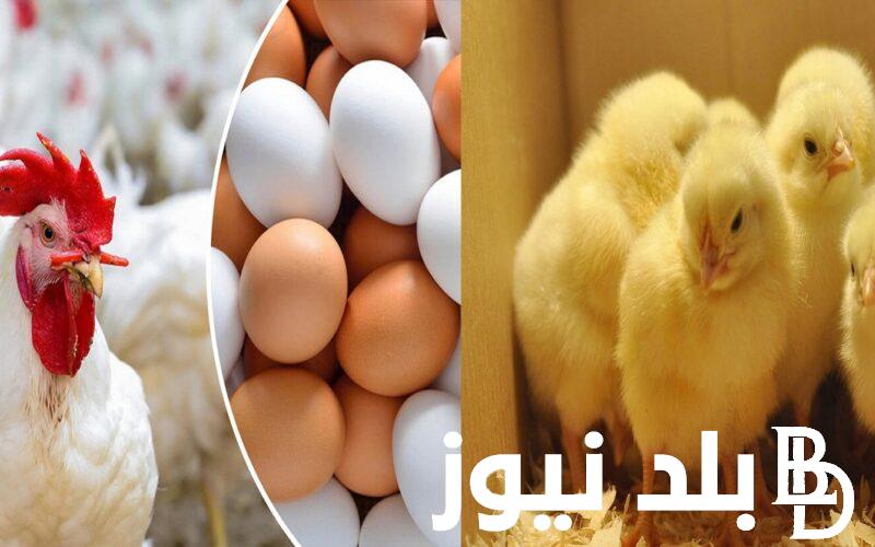 الصغنونه بكام؟… بورصة الدواجن الكتاكيت اليوم السبت 25 نوفمبر 2023 للمستهلك في مصر
