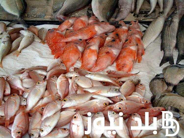 قائمة اسعار السمك اليوم الإثنين 20-11-2023 للمستهلك في سوق العبور