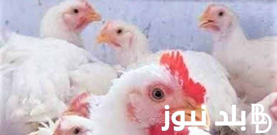 الفراخ بكام؟.. بورصة الدواجن اليوم الوطنية 19/11/2023 اسعار ” الدواجن، والكتاكيت” للمتسهلك