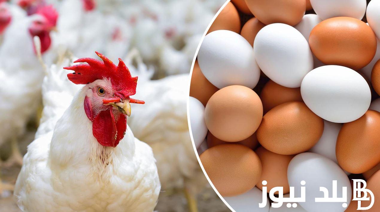 ” سعر كرتونة البيض اليوم ” اسعار البيض اليوم السبت 11-11-2023 في الشركات في مصر