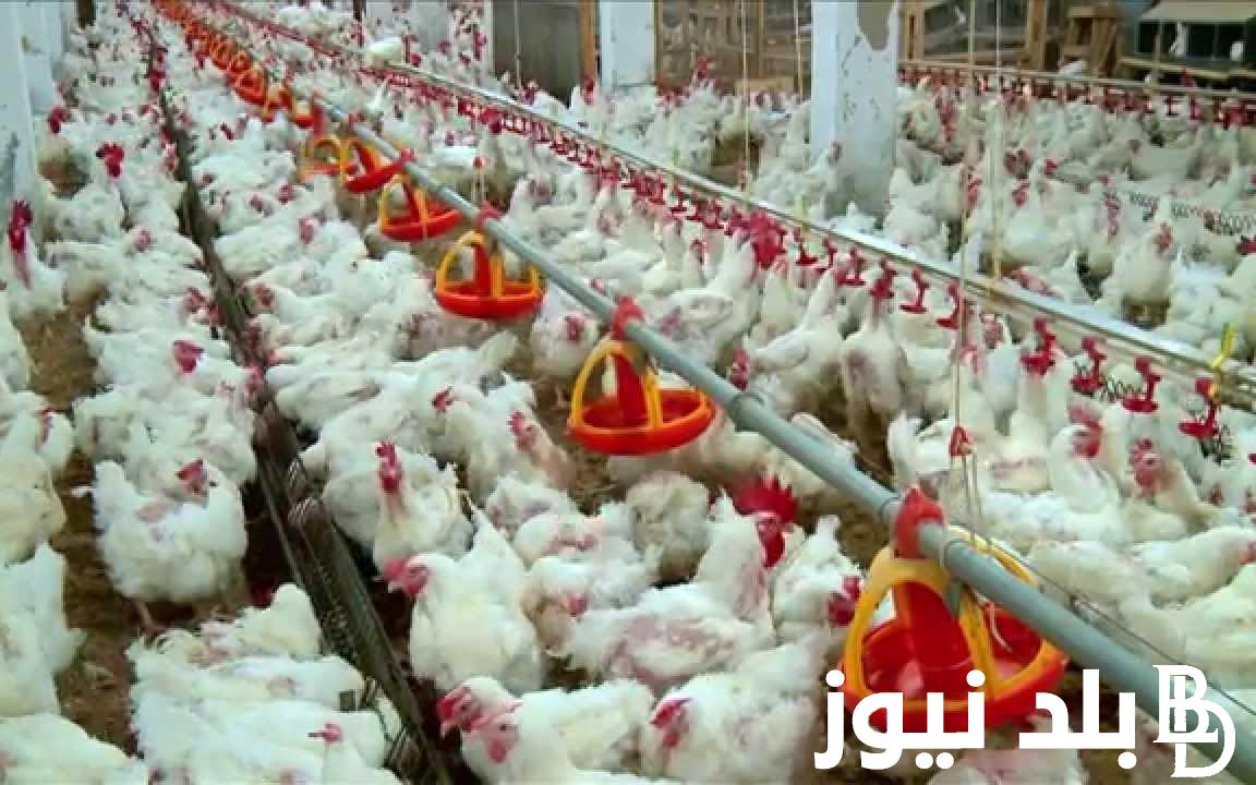 “الأبيض بكام؟” أسعار الفراخ البيضاء اليوم السابع الأربعاء 22 – 11 – 2023 للمستهلك