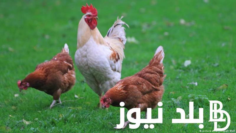بورصة الدواجن.. أسعار الدواجن اليوم الأربعاء 22 نوفمبر 2023 “البيضاء، الساسو، البلدي”