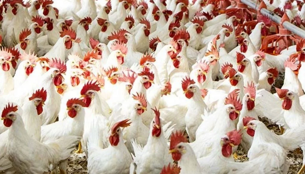 بورصة الدواجن اليوم 7 نوفمبر | تسعيرة اليوم للدواجن في الاسواق المصرية
