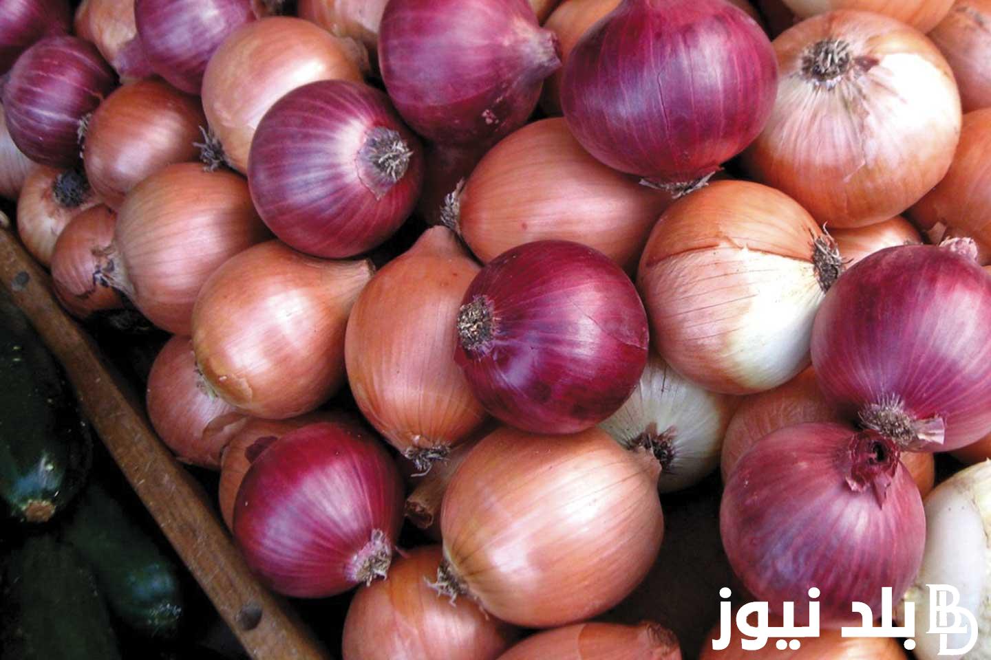 أسعار البصل اليوم بالطن الأحد 19 نوفمبر 2023 واسعار الخضراوات