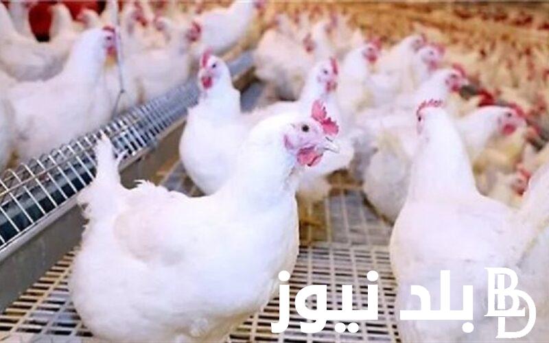 “الحقي اشتري وخزني براحتك” أسعار الفراخ البيضاء اليوم الخميس 23/1/2023 في مصر
