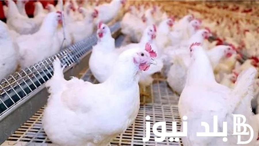 تعرف على اسعار الفراخ بورصة الدواجن اليوم الخميس 16 نوفمبر 2023