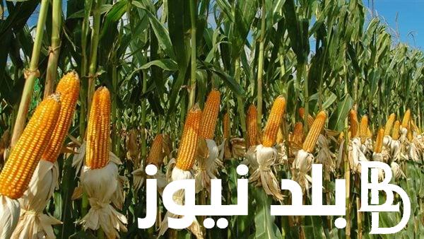 الطن بكام؟.. سعر كيلو الذرة البيضاء اليوم في مصر السبت 25/ 11/ 2023
