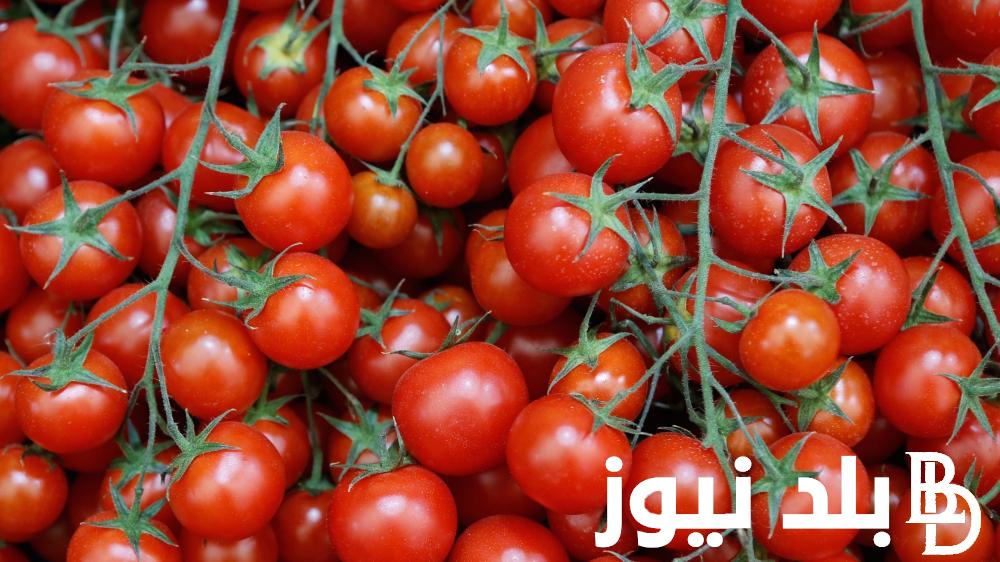 “تسعيرة جديدة” أسعار الطماطم اليوم في سوق العبور السبت 25 نوفمبر 2023