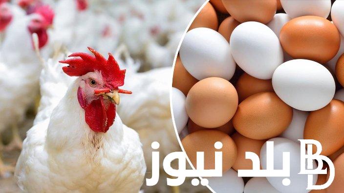 “لحـد ما تشبع” اسعار الفراخ اليوم الخميس 15/11/2023 مع بداية تعاملات بورصة الدواجن والأسواق