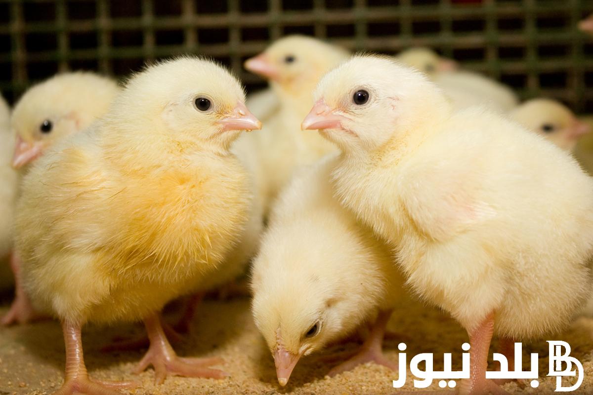 “الكتكوت رخص” انخفاض سعر الكتكوت الابيض اليوم الثلاثاء 14-11-2023 للمستهلك في جميع الشركات