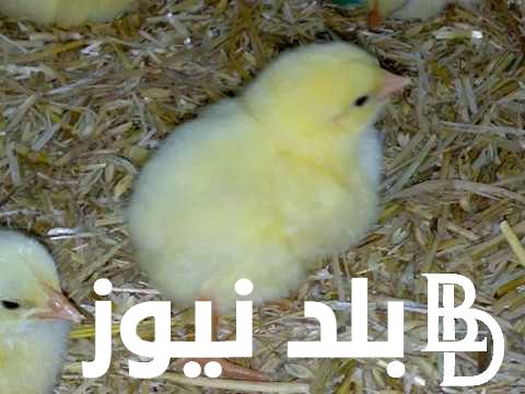 “الكتكوته رخصت” اسعار الكتاكيت البيضاء اليوم الأربعاء 22 نوفمبر 2023 للمستهلك في الشركات