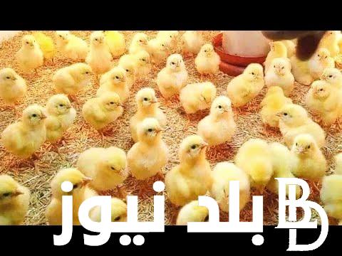 ما هي اسعار الكتكوت الابيض اليوم الإثنين 6 نوفمبر 2023 للمستهلك في جميع الشركات