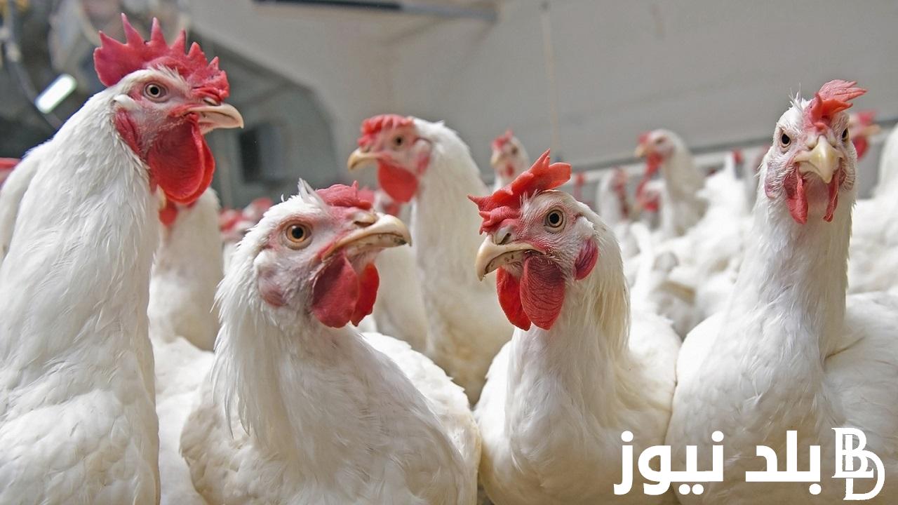 اسعار الدواجن اليوم الخميس 23/11/2023 في بورصة الدواجن