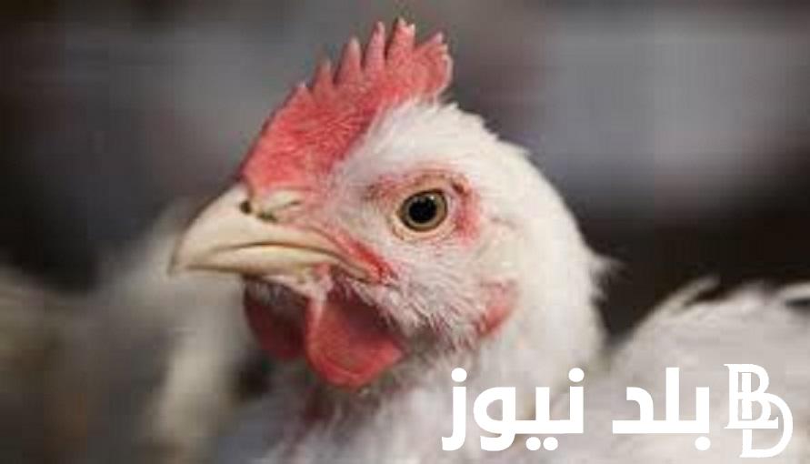 تعرف علي بورصة الدواجن الكتاكيت اليوم 16/11/2023.. اسعار الكتاكيت البيضاء اليوم في مصر