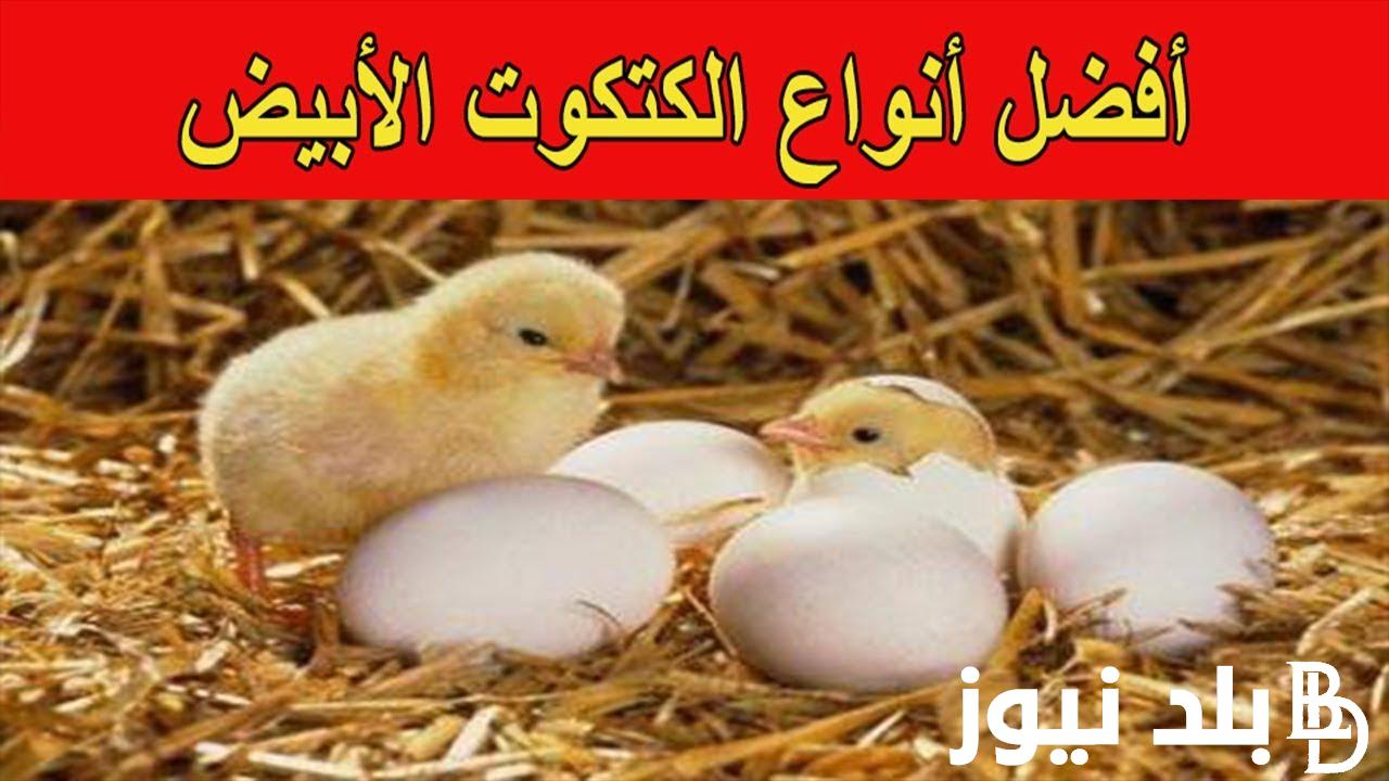 ما هي اسعار الكتكوت الابيض اليوم الأربعاء 22-11-2023 في مصر بمختلف الشركات