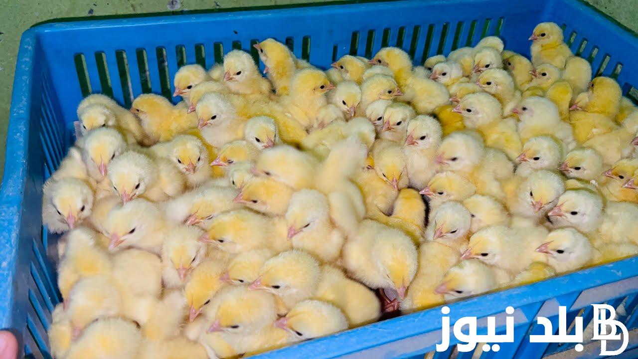 الكتكوت وصل كام؟ اسعار الكتكوت الابيض اليوم الثلاثاء 21/11/2023 في مصر للمستهلك بجميع الشركات