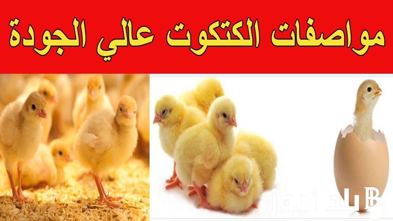 “الحلو بكام؟” أسعار الكتكوت الأبيض اليوم جميع الشركات الأحد 19-11-2023 للمستهلك