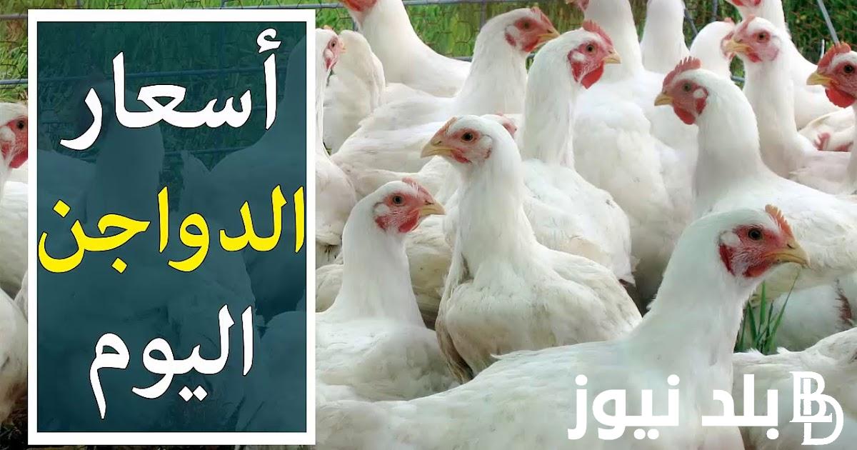 بورصة الدواجن الكتاكيت.. أسعار الفراخ والكتاكيت البيضاء اليوم الاثنين 20 نوفمبر 2023