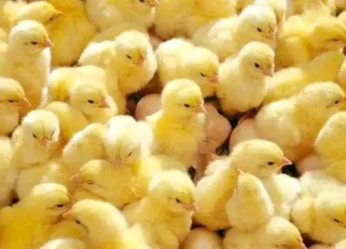 الكتكوت وصل لكام؟؟ سعر الكتكوت الأبيض اليوم السابع 22 نوفمبر 2023 وكافة اسعار الدواجن للمستهلك في الاسواق