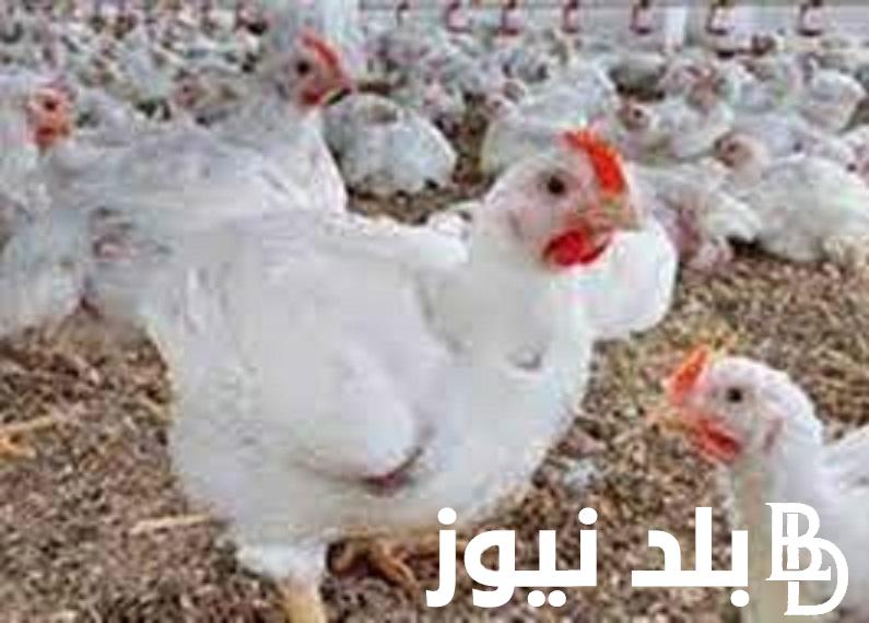 كم أسعار الدواجن اليوم للمستهلك 18 نوفمبر في بورصة الدواجن الرئيسية