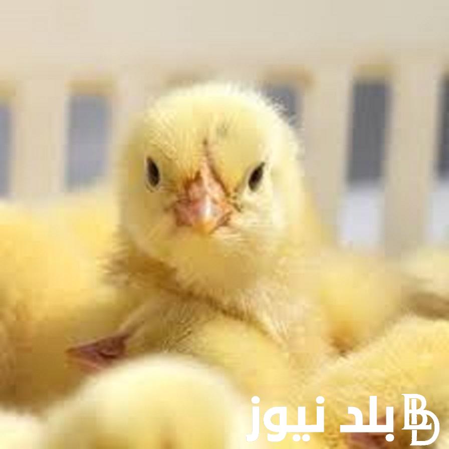 “الصغنتوت علي كام” أسعار كتاكيت الوطنية اليوم 19 نوفمبر 2023 للمستهلك في الاسواق المحلية