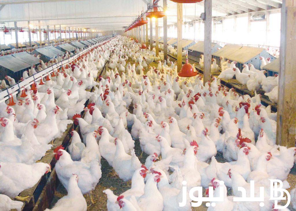 آخـر اخبار بورصه الدواجن اليوم 13/11/2023 اسعار الفراخ البيضاء اليوم في مصر