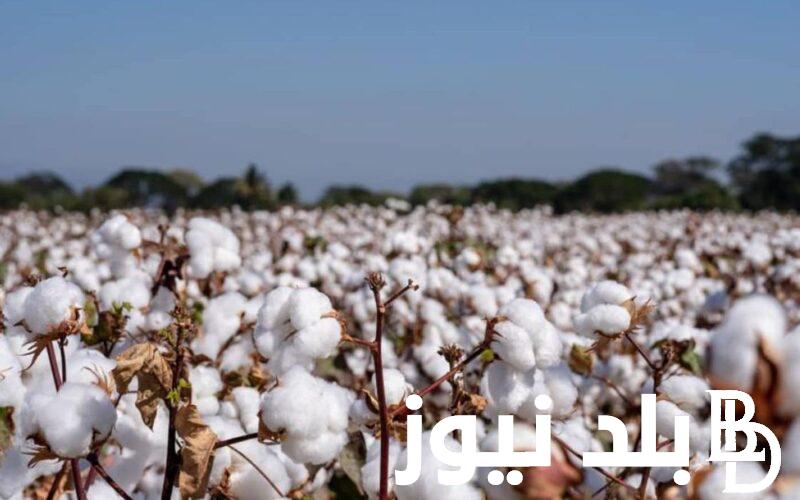 “اخر تحديث” كم سعر قنطار القطن اليوم الخميس 15/ 11/ 2023 في مصر