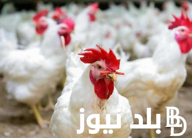 تعرف علي اسعار بورصة الدواجن اليوم الفراخ البيضاء تتراجع بشكل ملحوظ للمستهلك