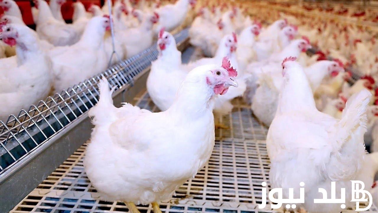 “بكام النهارده “بورصة الدواجن اليوم أسعار الفراخ البيضاء 2023/12/28 للمستهلك في مصر