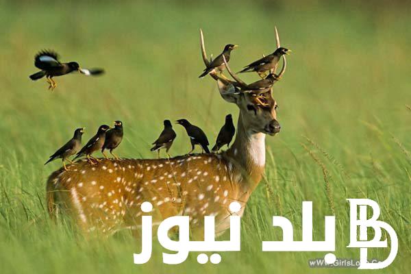 عاجل.. مرض زومبي الغزلان مرض قاتل يتلف الدماغ ويهدد البشر