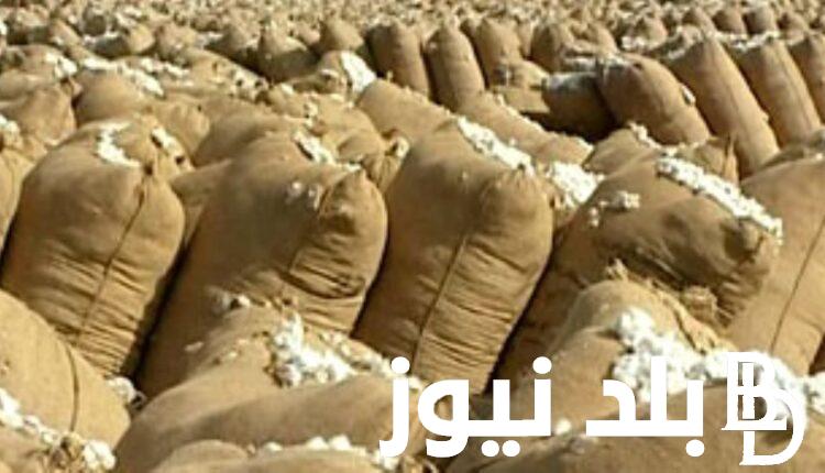 “الذهب الابيض” سعر قنطار القطن اليوم الاربعاء 24 – 1 – 2024 بالاسواق في مصر