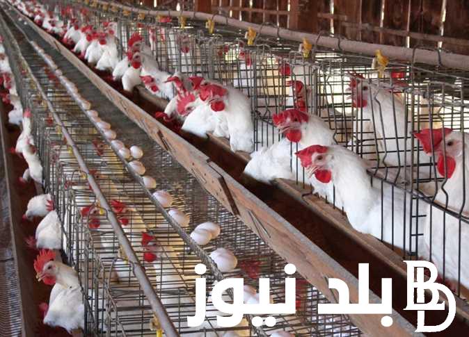 “الفرخاية بكام؟” بورصة الدواجن اليوم الفراخ البيضاء السبت 6 يناير 2023 واسعار الكتاكيت والبط