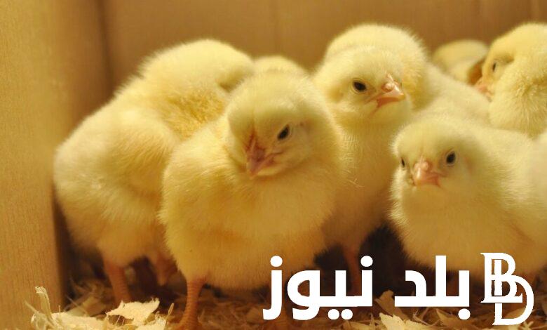 “الكتاكيت بكام؟” أسعار جميع شركات الكتاكيت اليوم الثلاثاء 9 يناير 2024 والدواجن في مصر