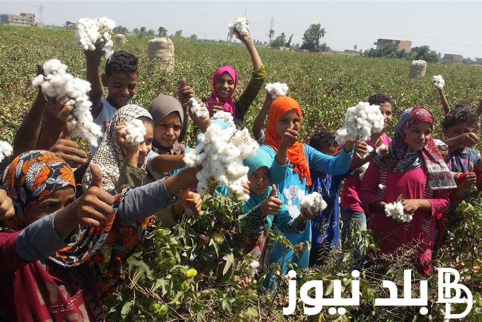 “فرحة المُزارعين” سعر قنطار القطن اليوم الاربعاء 10/ 1/ 2024 12 ألفا و740 جنيها لـجيزة 94 ولجميع المحافظات