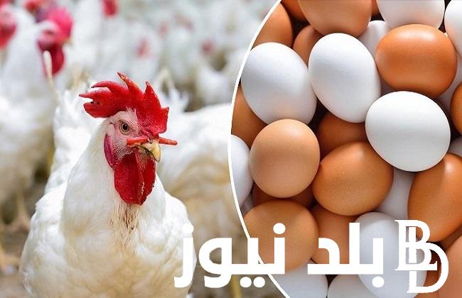 “بكام الفرخة” .. بورصة الدواجن اسعار الفراخ اليوم الثلاثاء 23-1-2024 ” الساسو والبيضاء والامهات” في تعاملات الأسواق المصرية المختلفة